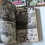 8 ลูกแก้วอภินิหาร 5 เล่มจบ / ISHIKAWA KEN